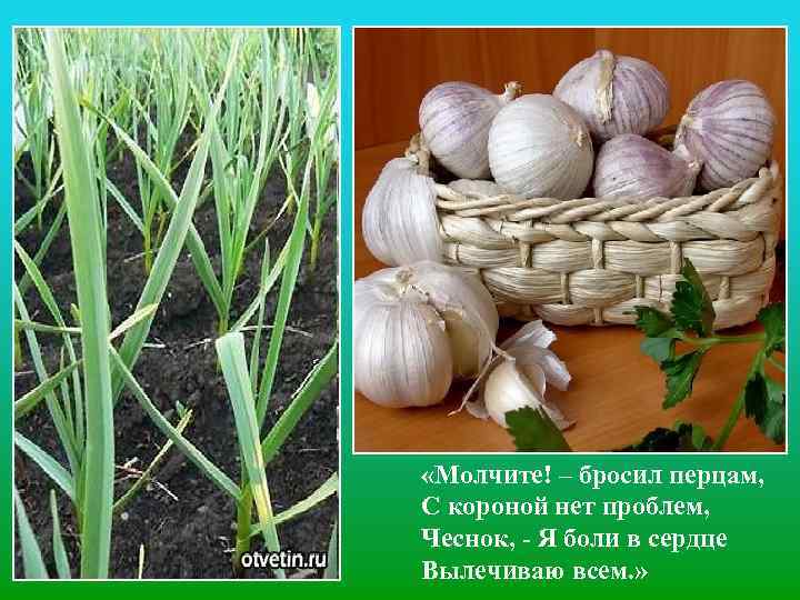  «Молчите! – бросил перцам, С короной нет проблем, Чеснок, - Я боли в