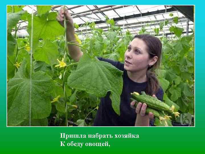 Пришла набрать хозяйка К обеду овощей, 