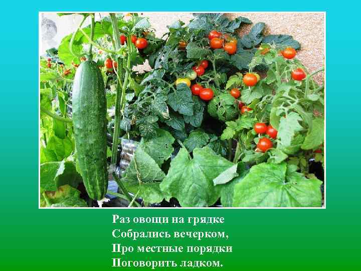 Раз овощи на грядке Собрались вечерком, Про местные порядки Поговорить ладком. 
