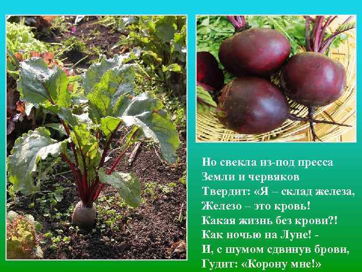Но свекла из-под пресса Земли и червяков Твердит: «Я – склад железа, Железо –