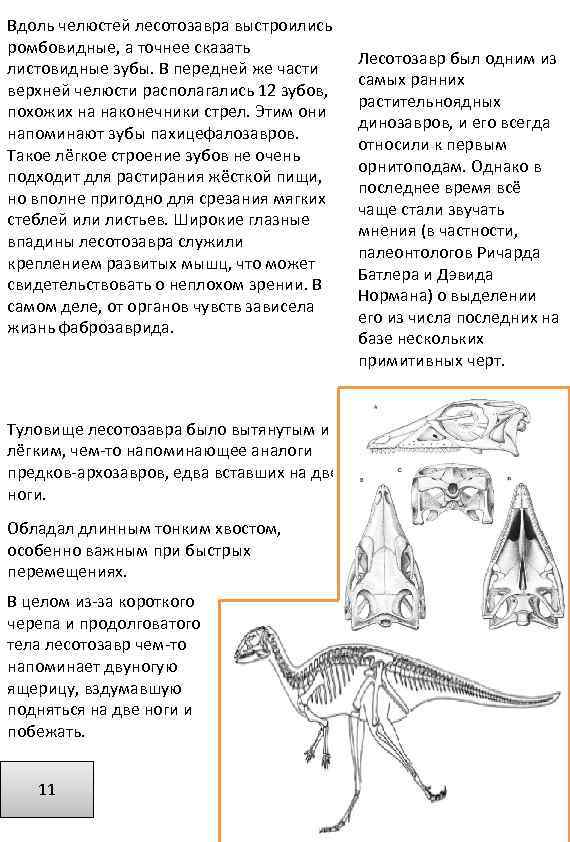 Вдоль челюстей лесотозавра выстроились ромбовидные, а точнее сказать листовидные зубы. В передней же части