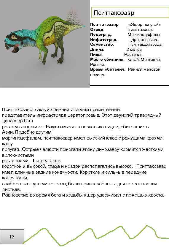 Пситтакозавр «Ящер-попугай» . Отряд. Птицетазовые. Подотряд. Маргиноцефалы. Инфраотряд. Цератопсовые. Семейство. Пситтакозавриды. Длина. 2 метра.