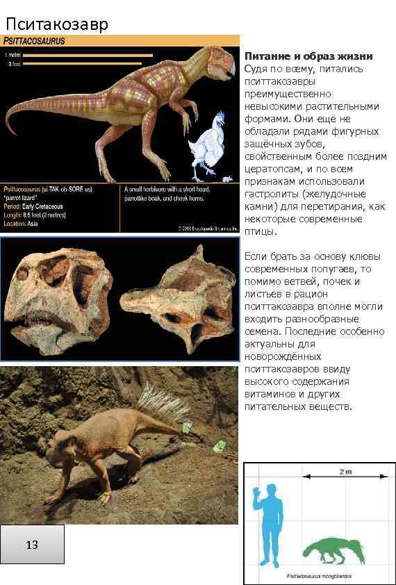 Пситакозавр Питание и образ жизни Судя по всему, питались пситтакозавры преимущественно невысокими растительными формами.