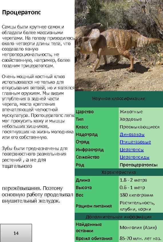 Процератопс Самцы были крупнее самок и обладали более массивными черепами. На голову приходилось около