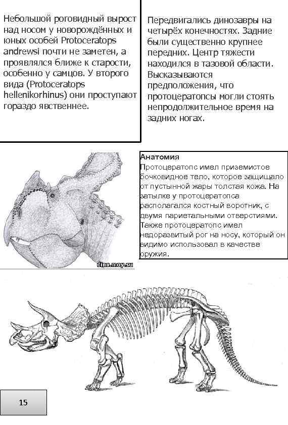 Небольшой роговидный вырост над носом у новорождённых и юных особей Protoceratops andrewsi почти не