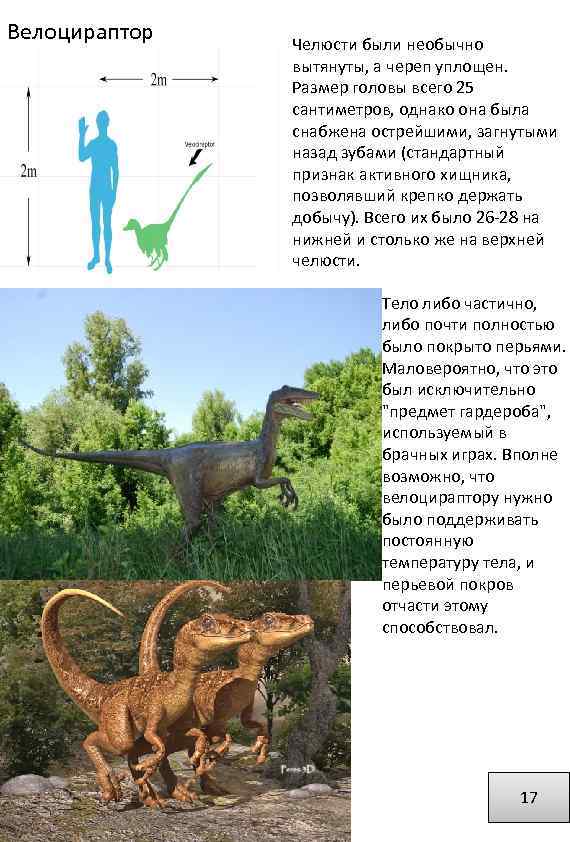 Велоцираптор Челюсти были необычно вытянуты, а череп уплощен. Размер головы всего 25 сантиметров, однако