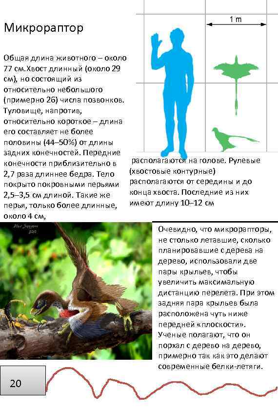 Микрораптор Общая длина животного – около 77 см. Хвост длинный (около 29 см), но