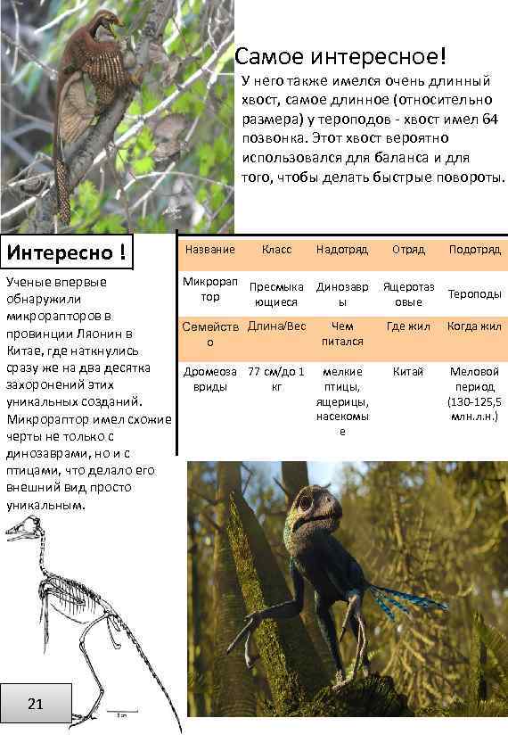 Самое интересное! У него также имелся очень длинный хвост, самое длинное (относительно размера) у