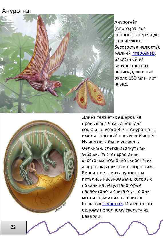 Анурогнат Анурогна т (Anurognathus ammoni, в переводе с греческого — бесхвостая челюсть), мелкий птерозавр,