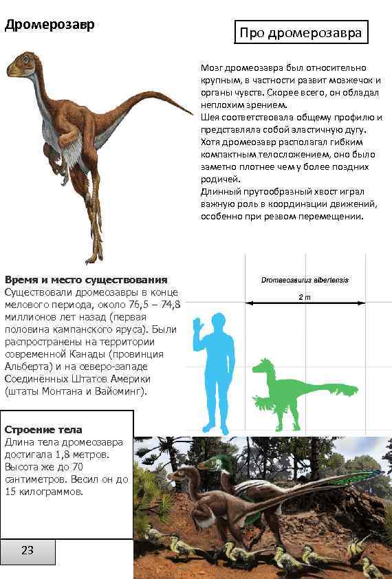 Дромерозавр Про дромерозавра Мозг дромеозавра был относительно крупным, в частности развит мозжечок и органы