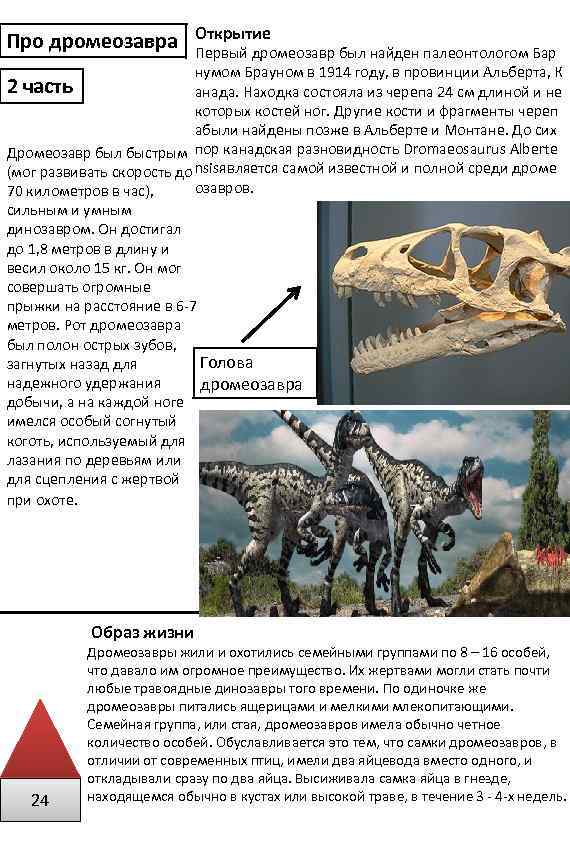 Про дромеозавра Открытие Первый дромеозавр был найден палеонтологом Бар нумом Брауном в 1914 году,