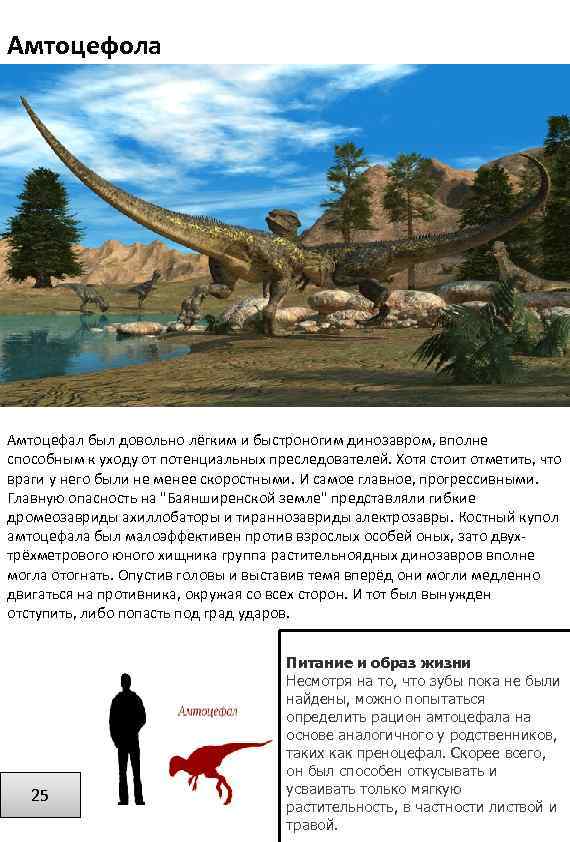 Амтоцефола Амтоцефал был довольно лёгким и быстроногим динозавром, вполне способным к уходу от потенциальных