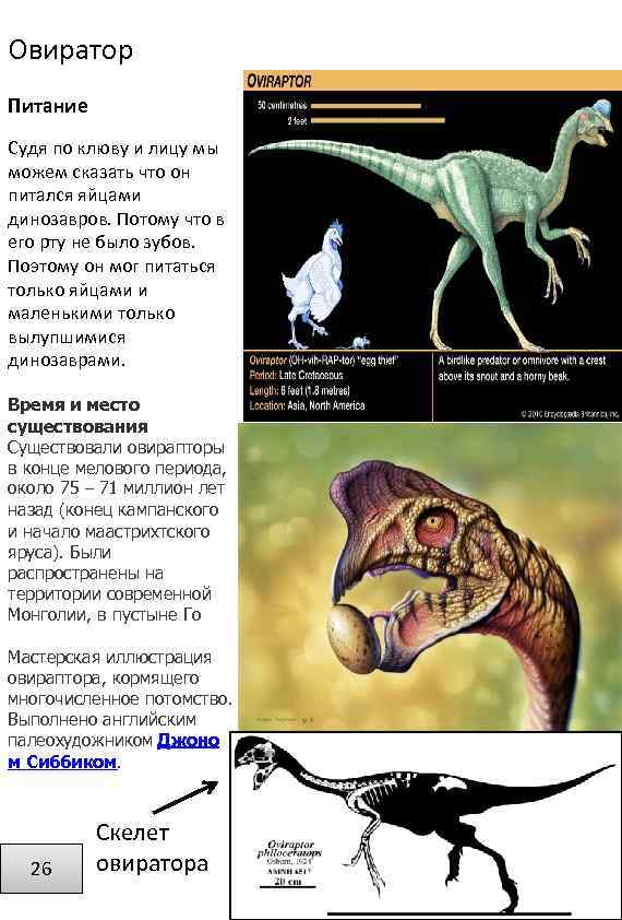 Овиратор Питание Судя по клюву и лицу мы можем сказать что он питался яйцами