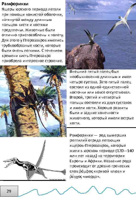 Рамфоринхи Ящеры юрского периода летали при помощи кожистой оболочки, натянутой между длинным пальцем кисти