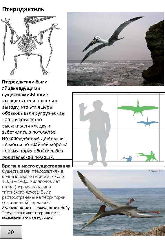 Птеродактель Птеродактили были яйцекладущими существами. Многие исследователи пришли к выводу, что эти ящеры образовывали