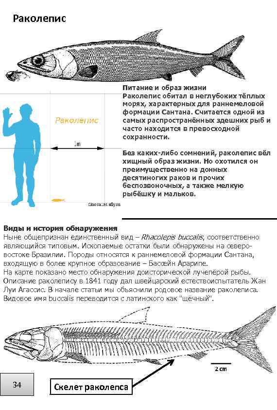 Раколепис Питание и образ жизни Раколепис обитал в неглубоких тёплых морях, характерных для раннемеловой