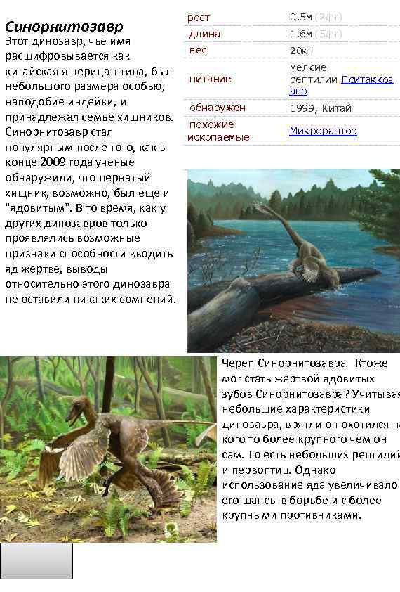 Синорнитозавр Этот динозавр, чье имя расшифровывается как китайская ящерица-птица, был небольшого размера особью, наподобие