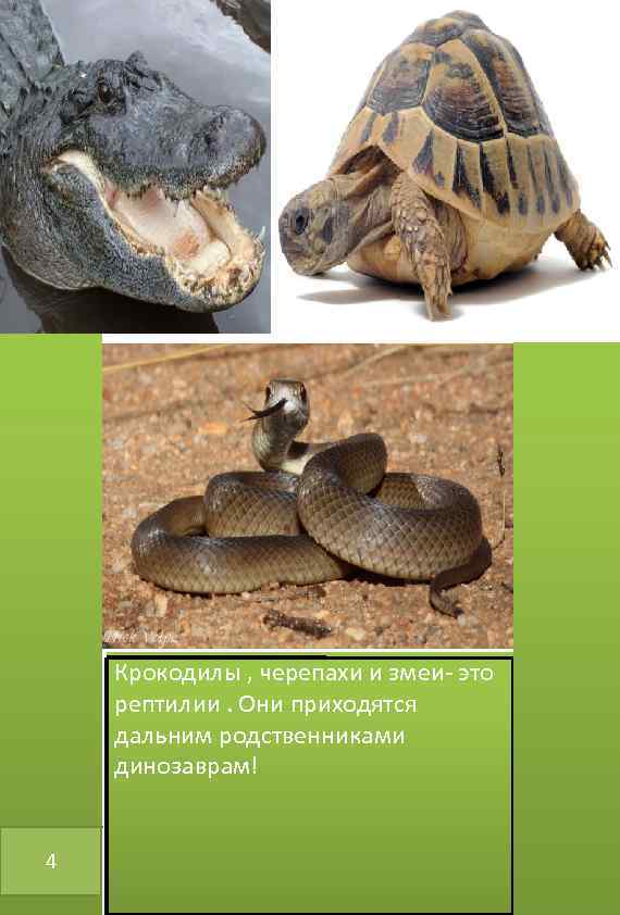 Крокодилы , черепахи и змеи- это рептилии. Они приходятся дальним родственниками динозаврам! 4 