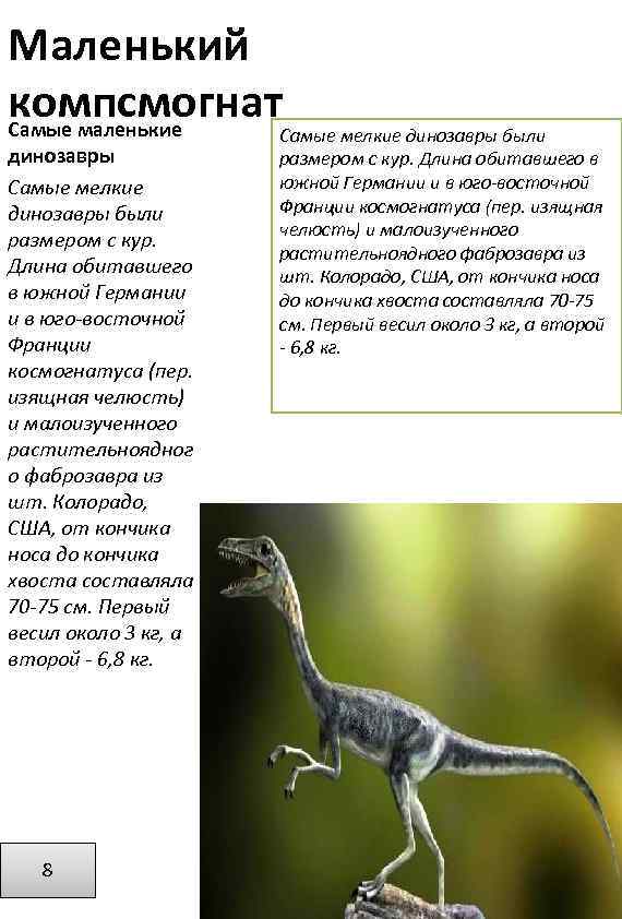 Маленький компсмогнат Самые маленькие динозавры Самые мелкие динозавры были размером с кур. Длина обитавшего