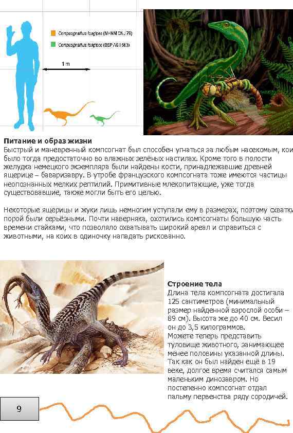 Питание и образ жизни Быстрый и маневренный компсогнат был способен угнаться за любым насекомым,