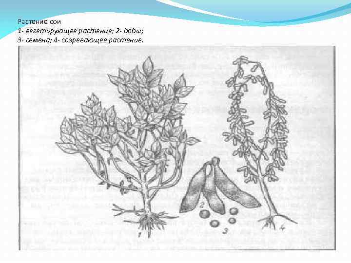 Растение сои 1 - вегетирующее растение; 2 - бобы; 3 - семена; 4 -