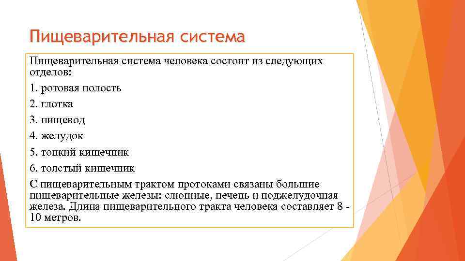 Пищеварительная система человека состоит из следующих отделов: 1. ротовая полость 2. глотка 3. пищевод