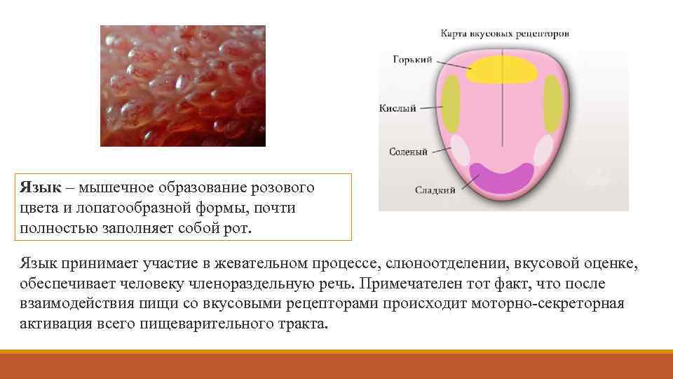 Язык – мышечное образование розового цвета и лопатообразной формы, почти полностью заполняет собой рот.