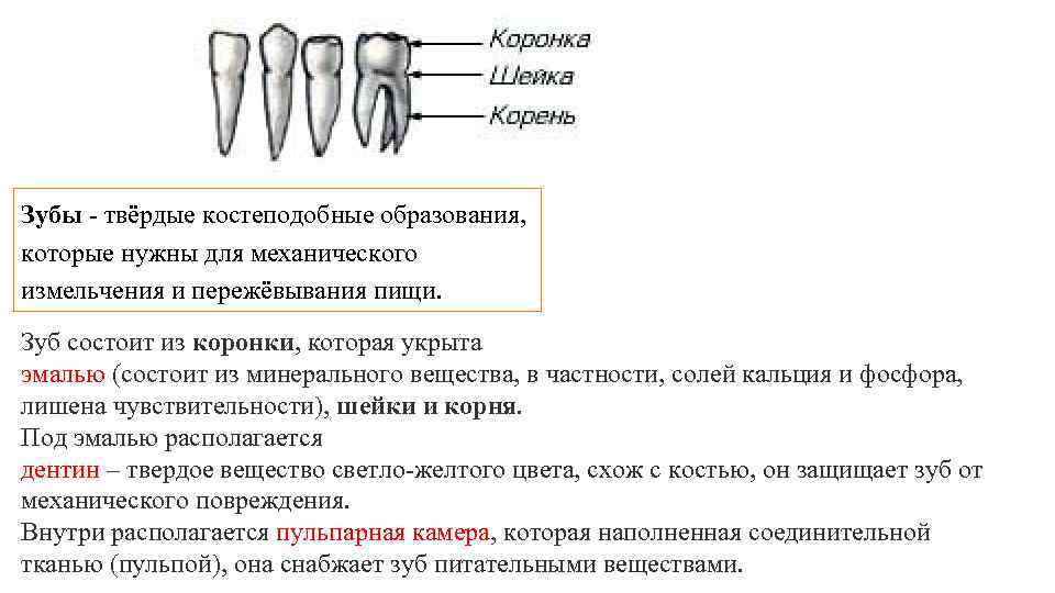 Зубы - твёрдые костеподобные образования, которые нужны для механического измельчения и пережёвывания пищи. Зуб