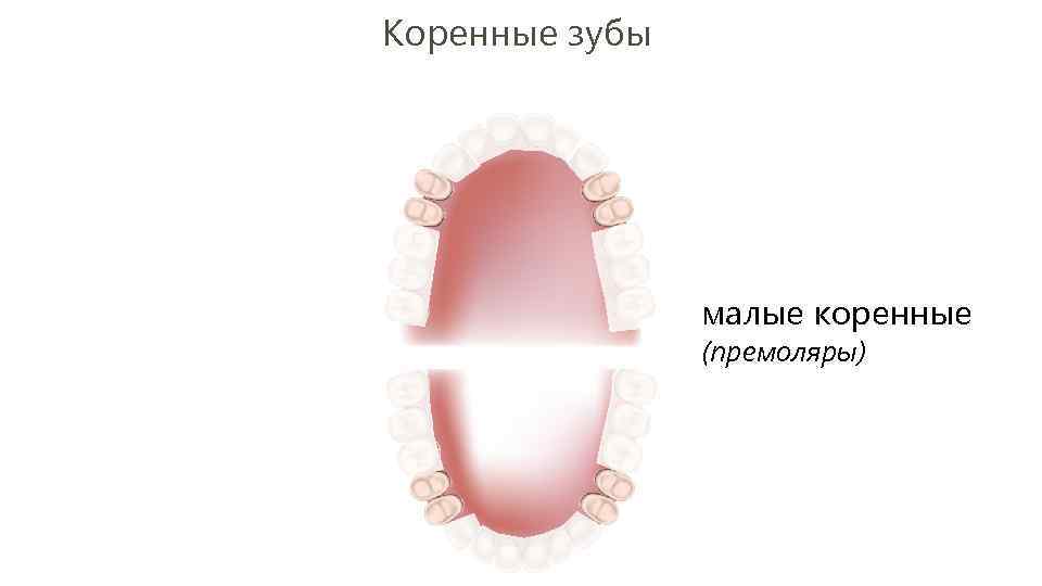 Коренные зубы малые коренные (премоляры) 