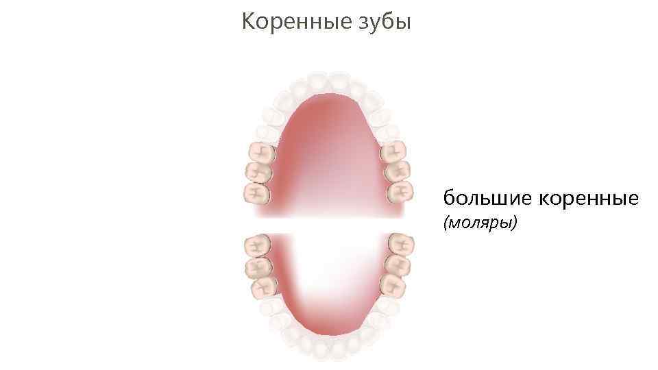 Коренные зубы большие коренные (моляры) 