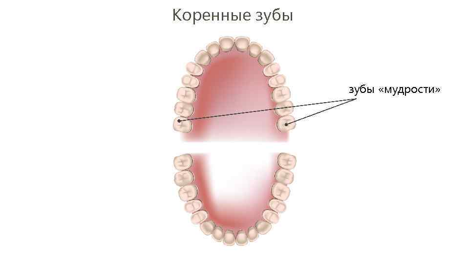 48 зуб где находится фото