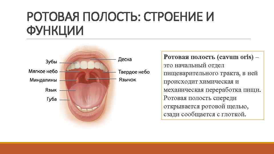 РОТОВАЯ ПОЛОСТЬ: СТРОЕНИЕ И ФУНКЦИИ Ротовая полость (cavum oris) – Ротовая полость (cavum oris)