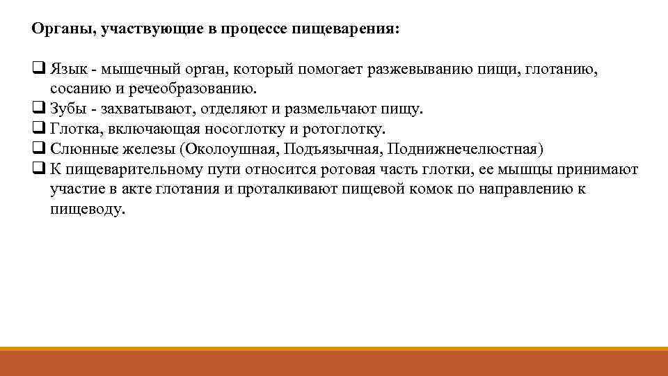 Органы, участвующие в процессе пищеварения: q Язык - мышечный орган, который помогает разжевыванию пищи,