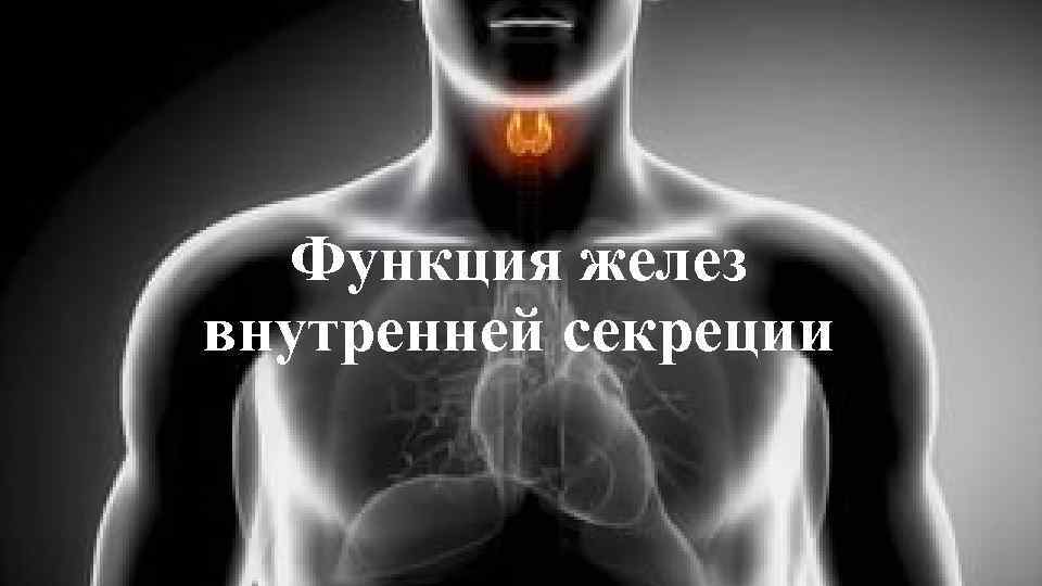 Функция желез внутренней секреции 