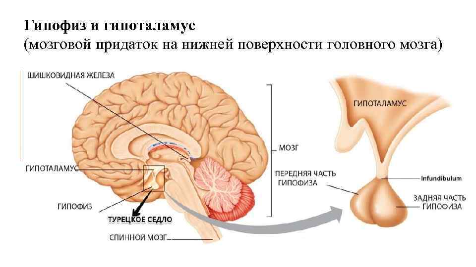 Гипофиз и гипоталамус (мозговой придаток на нижней поверхности головного мозга) Гипоталамус и гипофиз —