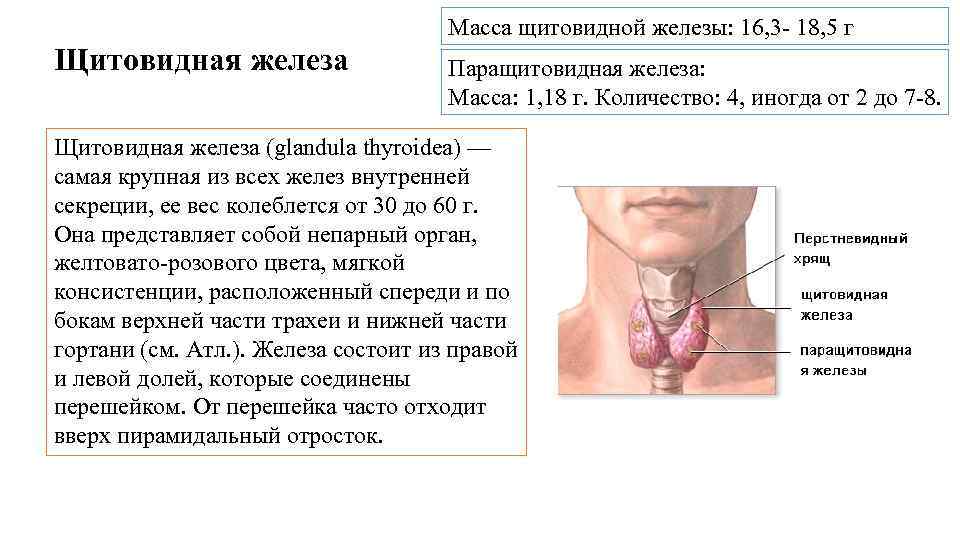 Щитовидная железа функции железы