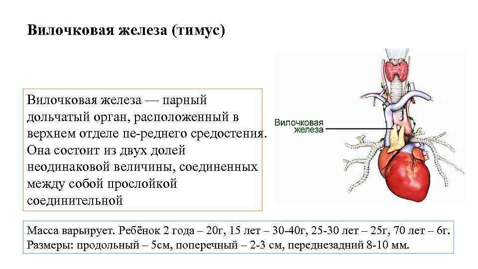 Вилочковая железа регулирует функционирование других