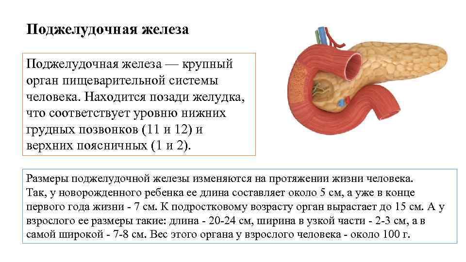 Поджелудочная железа — крупный орган пищеварительной системы человека. Находится позади желудка, что соответствует уровню