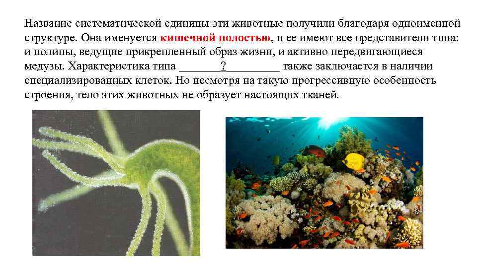 Название систематической единицы эти животные получили благодаря одноименной структуре. Она именуется кишечной полостью, и