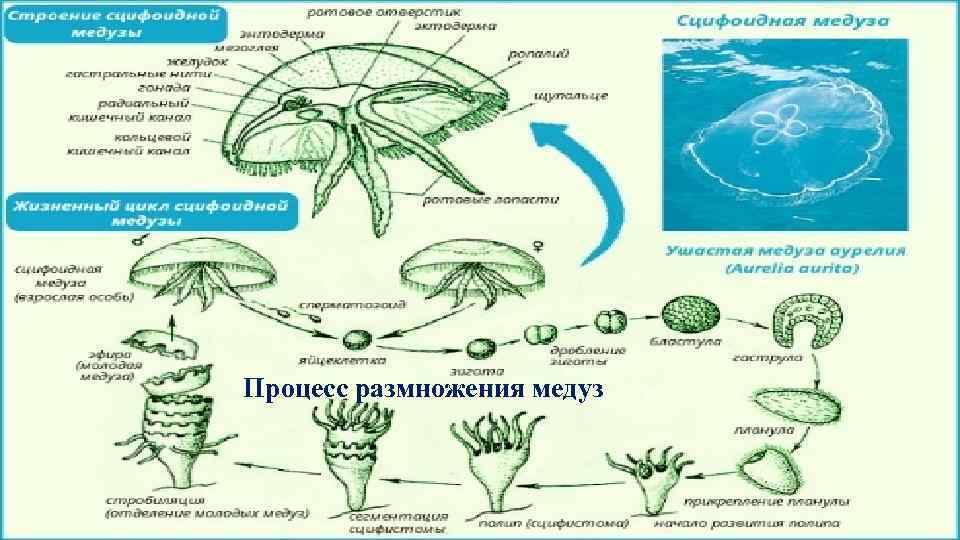 Стадия жизненного цикла медузы. Жизненный цикл сцифоидных медуз схема. Размножение сцифоидных медуз. Жизненный цикл кишечнополостных схема. Цикл развития сцифоидных схема.