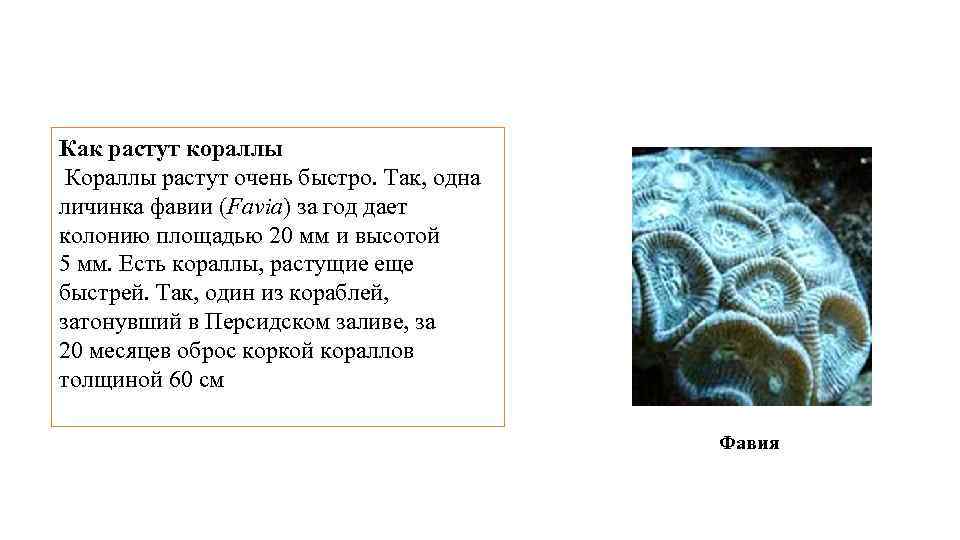 Как растут кораллы Кораллы растут очень быстро. Так, одна личинка фавии (Favia) за год