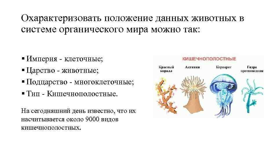 Охарактеризовать положение данных животных в системе органического мира можно так: § Империя клеточные; §