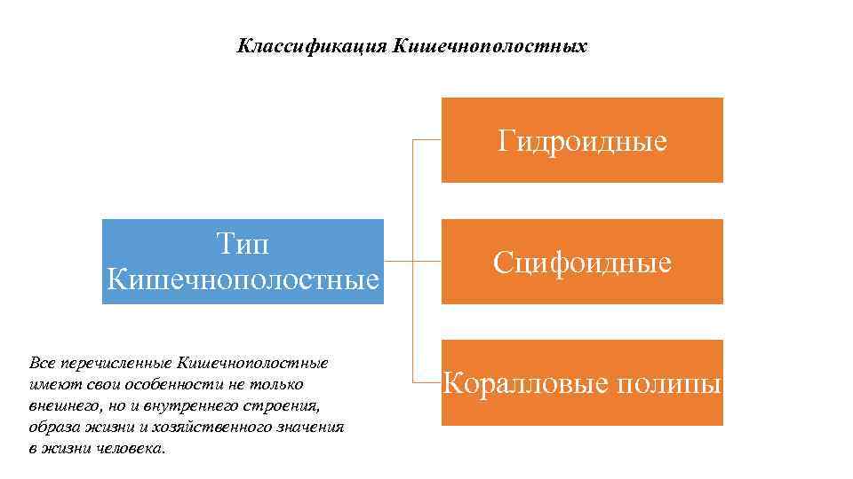 Классификация Кишечнополостных Гидроидные Тип Кишечнополостные Все перечисленные Кишечнополостные имеют свои особенности не только внешнего,