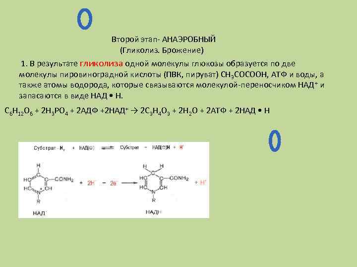 Второй этап- АНАЭРОБНЫЙ (Гликолиз. Брожение) 1. В результате гликолиза одной молекулы глюкозы образуется по