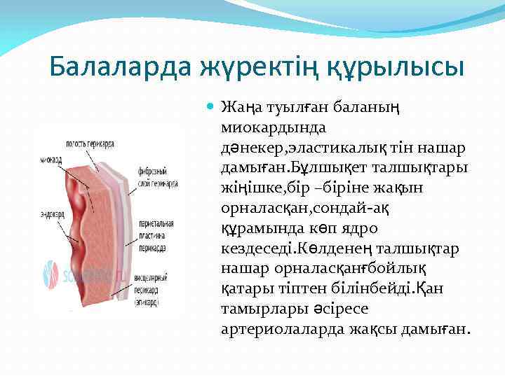 Балаларда жүректің құрылысы Жаңа туылған баланың миокардында дәнекер, эластикалық тін нашар дамыған. Бұлшықет талшықтары