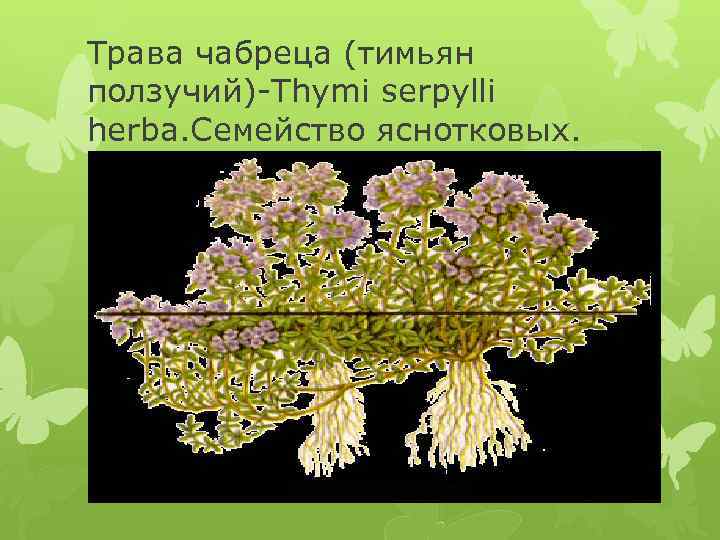Трава чабреца (тимьян ползучий)-Thymi serpylli herba. Семейство яснотковых. 
