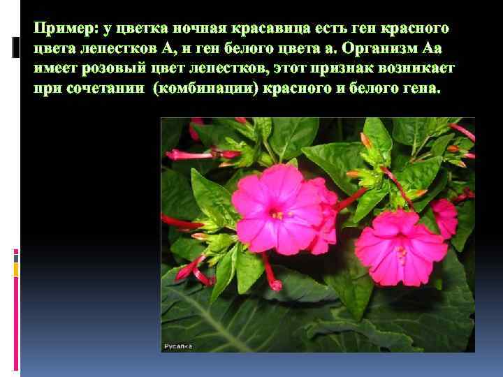 Пример: у цветка ночная красавица есть ген красного цвета лепестков А, и ген белого