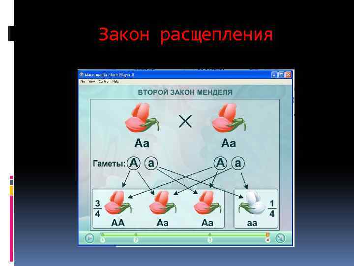 Расщепление 4 2 2 1. Закон расщепления. Закон расщепления признаков. Закон расщепления биология. Закон расщепления признаков у гибридов.