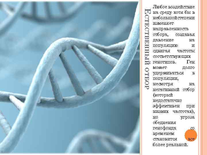 ЕСТЕСТВЕННЫЙ ОТБОР Любое воздействие на среду хотя бы в небольшой степени изменяет направленность отбора,