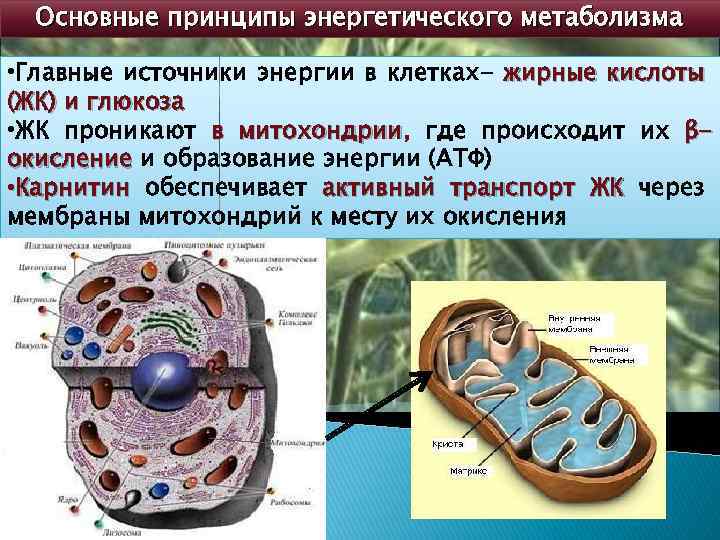 Основные принципы энергетического метаболизма • Главные источники энергии в клетках- жирные кислоты (ЖК) и